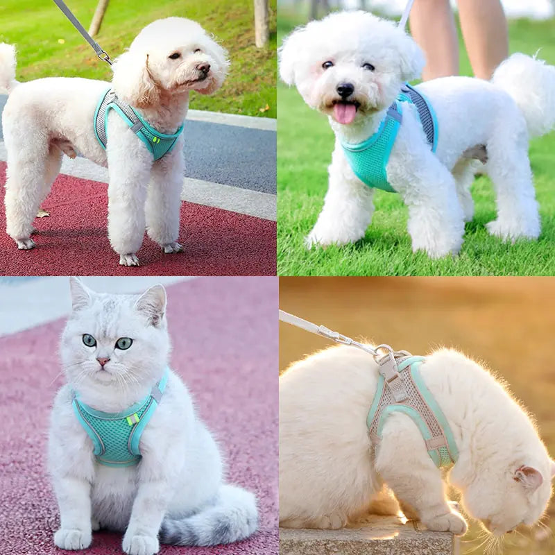 Escape Proof Pet Harness & Leash Set (sizes XXS - L) (x8 color options)